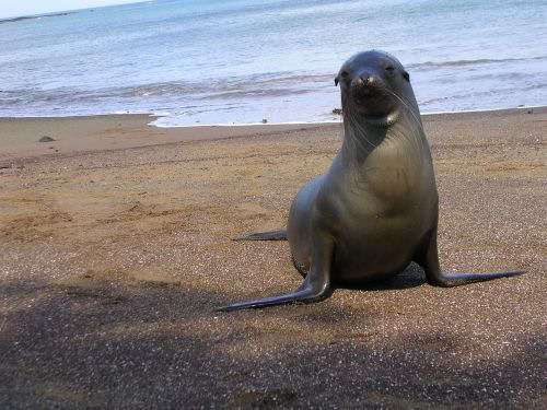 GALAPAGOS